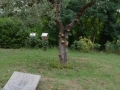 Gifraevento_adolescenti_-_Cortona,_23-27_Luglio_2014_244_(Copia).jpg